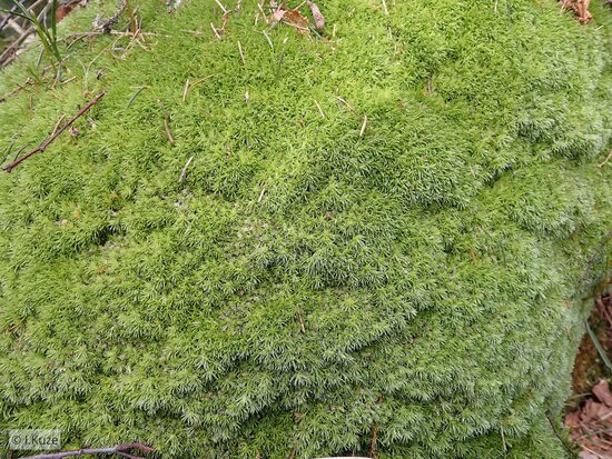 Leucobryum glaucum